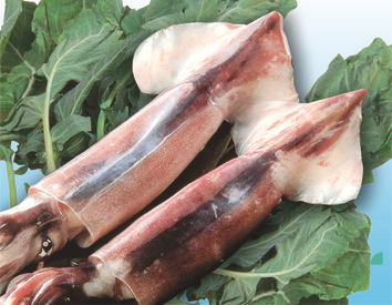 冷冻粗加工水产品-南光出售各种规格的鱿鱼-冷冻粗加工水产品尽在阿里巴巴-荣成南光.